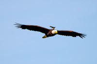 Bald Eagle Alcyon